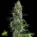 Pyramid Seeds Amnesia Gold