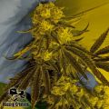 Massive Creations Seeds God Lemon
