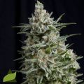 Pyramid Seeds Anesthesia CBD