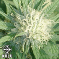 Kulu Seeds Aurora Borealis