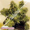 Lowryder Seeds JD's Auto Mix