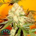 Mosca Seeds Chem #4 x OTM #1