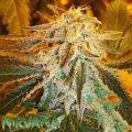 Nirvana Seeds AUTO Northern Lights