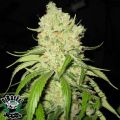 OG Raskal Seeds Fire Alien Strawberry
