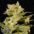 Paradise Seeds AUTO Jack