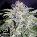 Mephisto Genetics 24 Carat