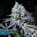 SinCity Seeds Aliens On Moonshine