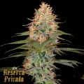 Reserva Privada Silver Kush