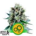 Royal Queen Seeds Bubble Kush Automatic