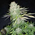 Seedism Seeds Diesel