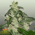 Royal Dutch Genetics L.A Cheese