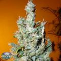 Secret Valley Seeds Jamaican Grape
