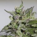 SnowHigh Seeds 3 x Purple