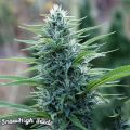 SnowHigh Seeds General Ho