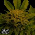 Soma Seeds Afghan Delight
