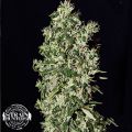 Strain Hunters Seedbank Seeds Big Tooth