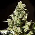 Rokerij Seeds Sour Diesel