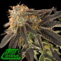 True Canna Genetics 3Delisi Mix Pack