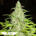 Ultra Genetics Seeds Fruit Cocktail