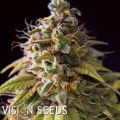 Vision Seeds Caramel Monster
