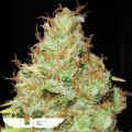 Ultra Genetics Seeds Machine Gun Funk