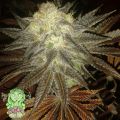Trichome Jungle Seeds Cherry Spice