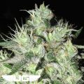 Ultra Genetics Seeds 4-Tune Cookies