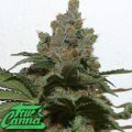 True Canna Genetics Grape Gas