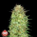 00 Seeds AUTO Sweet Critical