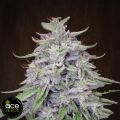 ACE Seeds Bangi Haze