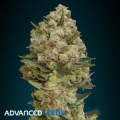 Advanced Seeds AUTO BioDiesel Mass