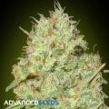 Advanced Seeds Haze Mist