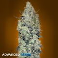 Advanced Seeds AUTO Critical Mass