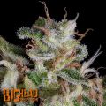 Big Head Seeds Alien Gorilla