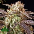 BC Bud Depot Seeds BC Kush