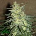 BC Bud Depot Seeds BC Mango