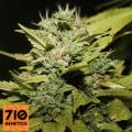 710 Genetics Seeds Lemon & Lime