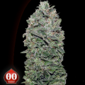 00 Seeds 00 Kush
