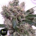 ACE Seeds Bubba Hash