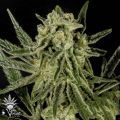 CannaVenture Seeds Arcata Ghost