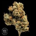Compound Genetics Seeds Lemon Apricot