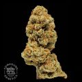 Compound Genetics Seeds Orange Apricot Bx1