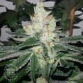 Compound Genetics Seeds Sour Apricot