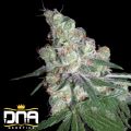 DNA Genetics Seeds Chocolope