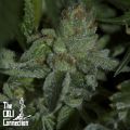 Cali Connection Seeds Buddha Tahoe OG