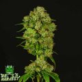 Devil's Harvest Seeds Casey Jones
