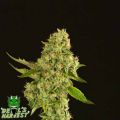 Devil's Harvest Seeds Kuchi
