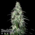 Buddha Seeds Pulsar