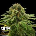 DNA Genetics Seeds Limited Collection Grape LA