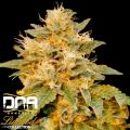 DNA Genetics Seeds Limited Collection SnowLand-Snowcap x LA